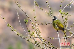 山西万荣孤峰山：杏花绽放
